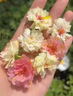 太陽花重瓣苗枝條盆栽混色大花帶根帶花苞室內(nèi)花卉綠植好活易養(yǎng) 帶根帶花苞【混色】重瓣太陽花 20棵（送肥料） 裸根不帶土 曬單實拍圖