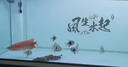 印尼紅龍魚活魚純血招財(cái)風(fēng)水魚大湖紅龍魚金龍魚幼苗熱帶魚觀賞魚 【源頭廠家】紫嫣紅龍魚+包發(fā)色 25-30cm【漁場(chǎng)直銷】 曬單實(shí)拍圖