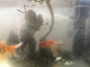 森森魚缸過濾器內(nèi)置三合一凈水魚馬桶循環(huán)系統(tǒng)小型增氧過濾水泵一體 升級款23W 360度全面過濾器 曬單實拍圖