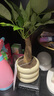 京云夢(mèng)發(fā)財(cái)樹小盆栽花卉辦公室綠植招財(cái)送禮單桿發(fā)財(cái)樹甜甜圈源頭直發(fā) 曬單實(shí)拍圖