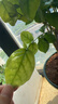 開時果 茉莉花盆栽濃香型 桌面綠植物陽臺花卉樹苗盆景擺件源頭直發(fā)包郵 精品茉莉花5-10株【加侖盆】 曬單實拍圖