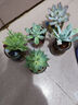 水培多肉植物大顆精品組合套餐綠植花卉盆栽室內(nèi)桌面擺件凈化空氣 隨機多肉5顆+5個水培布丁瓶 曬單實拍圖
