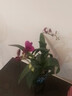 德國(guó)品質(zhì)艾瑩蘭花苗紫云潑墨石斛蘭 現(xiàn)帶花苞四季好養(yǎng)綠植物盆栽 紫云石斛蘭8苗年底開花送瓷白色 曬單實(shí)拍圖