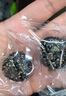 比比贊（BIBIZAN）五珍黑芝麻丸600g約60顆老人孕婦零食即食滋補(bǔ)糕點(diǎn)心休閑零食品 曬單實(shí)拍圖