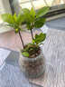 小盆梔子花盆栽四季開花部分帶花苞室內(nèi)綠蘿水培花卉綠植物 低配款：15-20cm【2株】當(dāng)年少量開花 濃香型梔子花【帶花苞】10天開花 曬單實拍圖