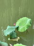 飛鶴（FIRMUS）星蘊 孕產(chǎn)婦奶粉 0段 (懷孕及哺乳期媽媽適用)400克g【電商】 孕婦400g 曬單實拍圖