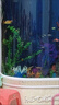 美之海送貨入戶美之海歐式雙圓形魚(yú)缸水族箱80生態(tài)1米大型中型落地家用 歐式 80*50*138cm 曬單實(shí)拍圖