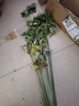 艾草盆栽新鮮艾蒿室內(nèi)外陽臺驅(qū)蚊香草小綠植物艾葉苗 艾草苗20棵（不含盆） 曬單實(shí)拍圖