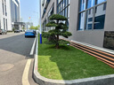 潮裕盆景羅漢松盆景迎客松老樁真樹景觀園林庭院室內(nèi)戶外栽種擺放造型老樹 精品羅漢松47 高端盆景/一物一拍 曬單實拍圖