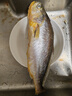 海名威 寧德三去黃花魚2斤/2條凈重 大黃魚 生鮮魚類 海鮮水產(chǎn)  曬單實(shí)拍圖