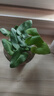 心愿蕨心形葉網(wǎng)紅植物蕨類(lèi)植物耐蔭喜濕室內綠植盆栽微景觀(guān)植物 心愿蕨冠幅10cm高8cm原土盆10*7cm 送肥料 曬單實(shí)拍圖