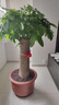 仙植緣【2小時(shí)同城配送】2米大型發(fā)財樹(shù)盆栽綠植辦公室客廳開(kāi)業(yè)喬遷送禮 |約1.6-1.8米|粗單桿發(fā)財樹(shù)|紫砂盆 專(zhuān)車(chē)送貨 更快更好 曬單實(shí)拍圖