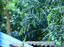 佳能 Canon 750D 760D 800D 850D 半畫幅 入門級二手單反數(shù)碼相機(jī) 入門單反 佳能750D（18-135 IS 套機(jī) 99成新 曬單實拍圖