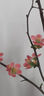 貝因美愛(ài)加3段幼兒配方奶粉12-36個(gè)月 免疫含乳鐵蛋白+OPN+HMO 3段 800g 1罐 曬單實(shí)拍圖