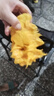 甜果源 四川凱特芒芒果 皮薄肉厚樹(shù)上現摘熟當季熱帶新鮮水果超甜包郵 9斤精選果【單果300g+】?jì)?.5斤 曬單實(shí)拍圖