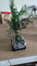 佰花錦文竹桌面盆栽新中式綠植辦公室客廳盆景茶臺(tái)臥室好養(yǎng)綠植花卉植物 【送方底座】文竹+pvc舍得盆+黑沙石鋪面 20-30cm 曬單實(shí)拍圖