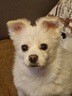 佰萃麥富迪 狗罐頭 狗零食成犬幼犬 營養(yǎng)慕斯罐頭 混合口味(375g×12罐) 曬單實拍圖