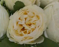 仁善祥手捧花結(jié)婚領(lǐng)證手捧花結(jié)婚仿真花求婚婚紗攝影拍照道具手捧花 香檳/白色（約10朵）+禮品袋 1束 曬單實(shí)拍圖