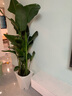 植男植女天堂鳥(niǎo)盆栽客廳室內大型綠植真花辦公室大葉植物鶴望蘭源頭直發(fā) 曬單實(shí)拍圖