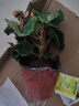 仟草集帶盆帶土重瓣麗格海棠玫瑰海棠花盆栽帶花發(fā)貨客廳陽 公主粉 曬單實(shí)拍圖