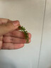 骉祥海葡萄鹽漬新鮮海洋綠色蔬菜植物界的魚子醬海藻草涼拌菜100ge 兒童海葡萄1袋*100g 曬單實拍圖