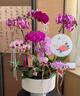 Only you【兩小時(shí)達】蝴蝶蘭帶花苞花劍花盆真花蘭花盆栽開(kāi)業(yè)喬遷佛堂供花 10株混搭（瓷盆隨機） 曬單實(shí)拍圖