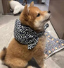 柴犬幼犬寵物狗純種活體日本柴犬狗狗赤柴黑柴豆柴白柴 血統(tǒng)級 母 曬單實拍圖