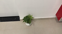 植男植女發(fā)財樹室內桌面懶人三樁盆栽花卉鮮活好養(yǎng)護觀葉耐旱源頭直發(fā) 曬單實拍圖