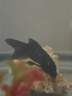錦鯉魚活體觀賞魚活魚小型易養(yǎng)冷水淡水魚小魚苗錦鯉金魚好看錦鯉 8-10cm 六色錦鯉套餐6條 曬單實拍圖