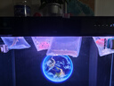 樂(lè)淘逸寵銀龍魚(yú)活體大中型熱帶觀賞魚(yú)魚(yú)缸寵物淡水風(fēng)水魚(yú)發(fā)財(cái)魚(yú)金龍魚(yú) 50-60cm魚(yú)缸套餐A發(fā)順豐 曬單實(shí)拍圖