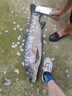 漢鼎一號(hào)6代魚竿超輕手竿6.3米臺(tái)釣竿鯽魚竿碳纖維手桿 大綜合6.3米 曬單實(shí)拍圖