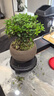京云夢小盼菩提綠植盆栽小盆景辦公陽臺禪意花卉送禮+舍得盆源頭直發(fā) 曬單實拍圖