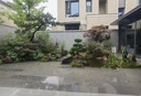 黃楊造型樹地栽庭院四季常青盆景耐寒別墅精品不落葉工程園林景觀 黃楊一物一拍【聯(lián)系客服】 曬單實(shí)拍圖