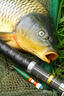 水帝日本進(jìn)口釣魚(yú)線(xiàn)500米魚(yú)線(xiàn)主線(xiàn)子線(xiàn)尼龍超強拉力臺釣海竿路亞 酒紅色 0.8 曬單實(shí)拍圖