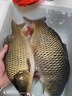 鱘海19調(diào)魚竿谷麥竿前打竿不剪線定位碳素超輕超硬逗釣魚竿釣魚竿手竿 19調(diào)7.0米+自動(dòng)卸力全包谷麥輪 曬單實(shí)拍圖