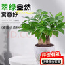 泰西絲三桿發(fā)財樹盆栽易活客廳桌面綠植擺件+花好月圓陶瓷盆 源頭直發(fā) 曬單實拍圖