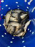 佳釣?zāi)幔↗IADIAONI）抄網(wǎng)全套碳素超輕超硬一體抄網(wǎng)竿大物裸竿特硬抄魚釣魚專用2.1 曬單實(shí)拍圖