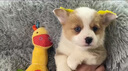 夢(mèng)茜兒純種雙血統柯基幼犬活體寵物狗狗長(cháng)毛三色帶尾巴柯基小狗狗 寵物級 隨機款 母 曬單實(shí)拍圖