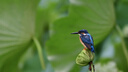 尼康（Nikon）AF-S 尼克爾 200-500mm f/5.6E ED VR 遠(yuǎn)攝變焦鏡頭 AF-S 200-500mm f5.6E VR 官方標(biāo)配 曬單實(shí)拍圖