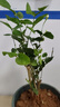 茉莉花苗盆栽帶花苞九里香老樁花卉植物室內(nèi)濃香四季開花好養(yǎng) 大份茉莉花【4-6顆】花苞飽滿 曬單實拍圖