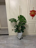 龜背竹盆栽大型室內(nèi)客廳植物綠植庭院前臺(tái)老樁提根巨葉 老樁龜背竹1-1.1米【原盆】 曬單實(shí)拍圖