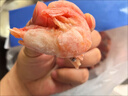 果勛海藻頭籽 熟凍北極甜蝦 凈重3斤 海鮮水產(chǎn)解凍即食冰蝦刺身海鮮 曬單實(shí)拍圖