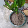 櫻桃樹(shù)苗巴西甜櫻桃黑果扁圓原杯帶土帶葉發(fā)貨可盆栽地栽南方果苗 芭西櫻桃 二年苗 曬單實(shí)拍圖