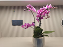 【蝴蝶蘭盆栽帶盆】帶花帶花苞室內(nèi)花卉高端綠植年貨喜慶植物花卉 粉色系3劍蝴蝶蘭【品種隨機】北歐盆 曬單實拍圖
