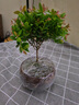 京悠雨金絲楠木小葉赤楠盆景老樁盆栽苗花卉辦公室內(nèi)桌面小綠植好養(yǎng)四季 小葉赤楠+旭日東升瓷盆+圓底托+苔蘚+肥料 不含托盤 曬單實拍圖