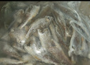蝦有蝦途去頭小黃花魚鮮活冷凍小黃魚海捕魚海魚整箱批發(fā)價4斤凈重 【去頭】深海小黃魚 4斤去頭小黃魚 曬單實拍圖
