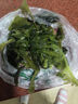 大連 鮮海帶 裙帶菜 海帶嫩苗兒童海白菜 海藻菜 裙帶菜葉3斤 曬單實拍圖