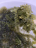 骉祥兒童海葡萄海洋蔬菜綠色魚子醬即食泡發(fā)小孩吃的新鮮鹽漬海葡萄e （精選版）海葡萄100g*3袋 曬單實(shí)拍圖