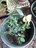 嘆為觀(guān)止大花月季玫瑰花苗帶花苞花卉觀(guān)花綠植物室內陽(yáng)臺盆栽薔薇四季開(kāi)花 黃玫瑰 原育苗盆原土栽好發(fā)貨 不含盆 曬單實(shí)拍圖
