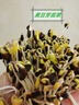 北蔬 水培蔬菜種子苗無土生長快綠豆青豌豆黑豆 3種芽苗菜種子各200g 曬單實拍圖